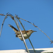 Rufous-naped Wren